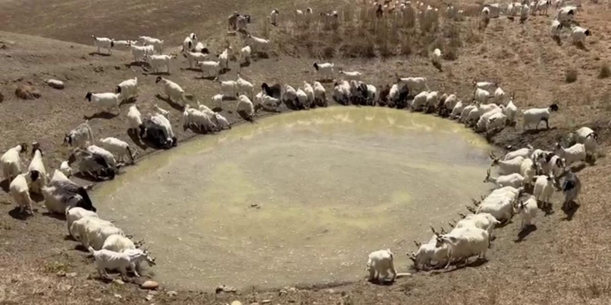 Una mandria di capre si abbevera intorno a una pozza di fango in Sicilia a causa della carenza d'acqua per la siccità.
