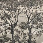 Un albero e sopra alcune scritte che rievocano la storia di un luogo. Gli alberi hanno una cronologia e attraverso la natura possiamo conoscere la storia dei luoghi.