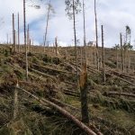 Gli alberi delle foreste del bellunese caduti come stuzzicadenti dopo il passaggio della tempesta Vaia.