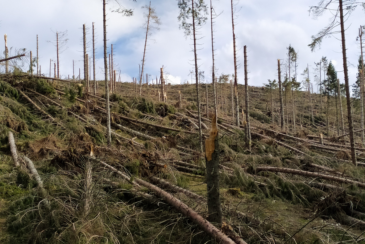 Gli alberi delle foreste del bellunese caduti come stuzzicadenti dopo il passaggio della tempesta Vaia.