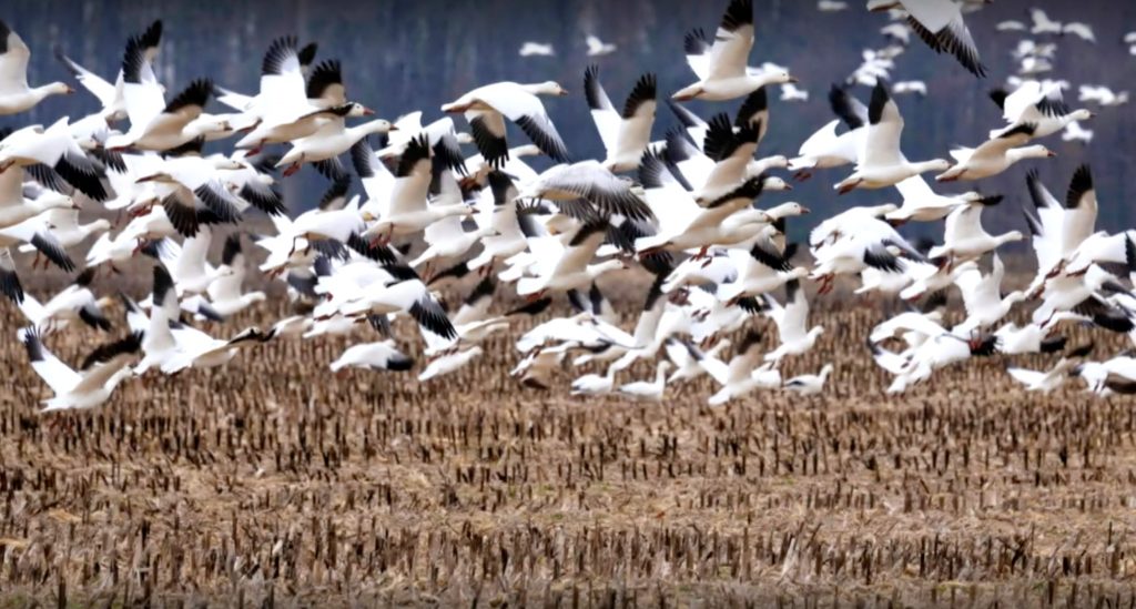 Uccelli in volo. Cosa sappiamo sull'influenza aviaria