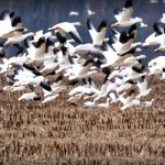 Uccelli in volo. Cosa sappiamo sull'influenza aviaria